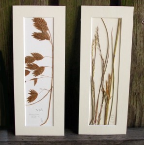 Sea Oats, Little Bluestem, Brigid Greene