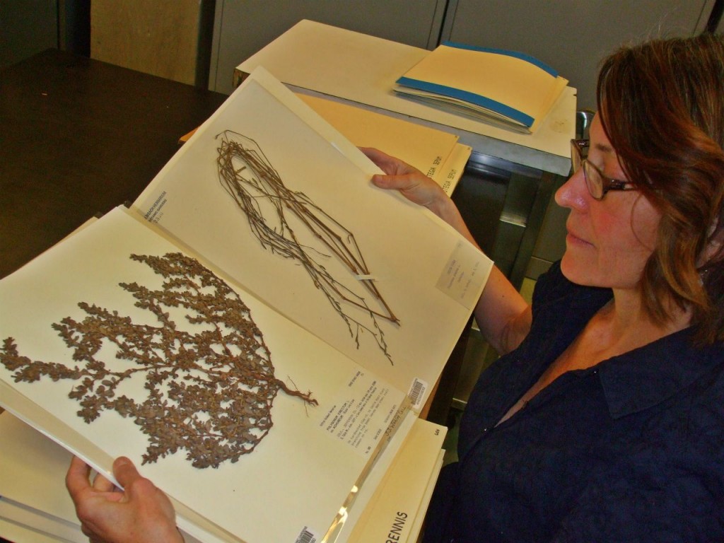 Brigid Greene at the Denver Botanical Garden Herbarium