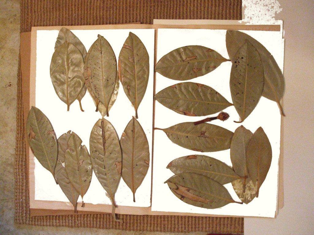 preserved plants for art